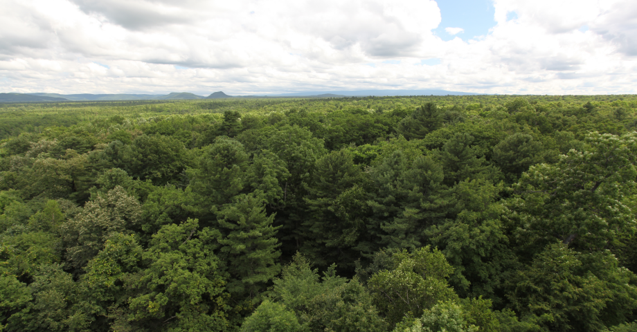 沈陽生態(tài)所關于“森林生物多樣性維持新空間機制”研究取得重要進展